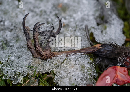 Blackbird (Turdus merula), foot - reste d'une proie d'un faucon, Allemagne, Rhénanie du Nord-Westphalie Banque D'Images