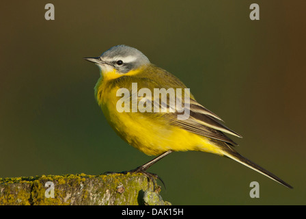 La bergeronnette printanière (Motacilla flava), sur l'arbre, des chicots, Allemagne Basse-saxe Banque D'Images