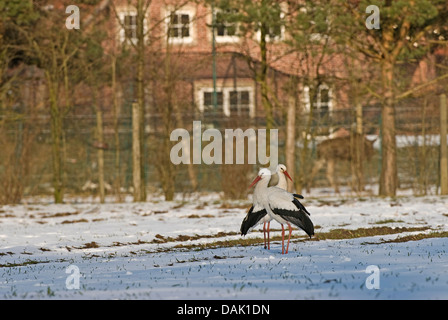 Cigogne Blanche (Ciconia ciconia), deux cigognes en mars, en Allemagne, en Rhénanie du Nord-Westphalie Banque D'Images