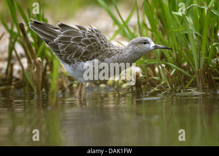 Le Combattant varié (Philomachus pugnax), avec un plumage d'hiver, Pays-Bas Banque D'Images