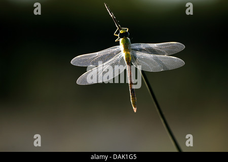 Libellule Anax imperator (empereur), assis à une tige, Belgique Banque D'Images