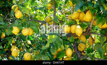 Citron (Citrus limon), citronnier avec des citrons, Espagne, Baléares, Majorque Banque D'Images