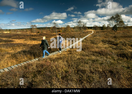 Façon bois dans les Hautes Fagnes, Belgique, Wallonie, Ardennes, Hohe Venn Banque D'Images