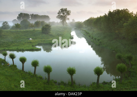 Le saule, l'osier (Salix spec.), saules têtards le long d'une piscine, Belgique Banque D'Images