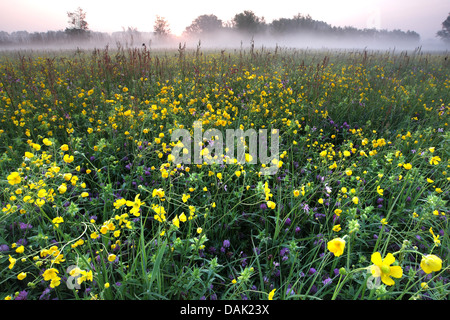 La renoncule âcre, montage vertical meadow crowfoot (Ranunculus acris), prairie avec buttercup dans morning mist, Belgique Banque D'Images