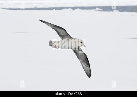 Le fulmar boréal (Fulmarus glacialis), phase bleu adulte, volant au-dessus de la glace de mer, Spitzberg, Svalbard, Norvège, de l'Arctique Banque D'Images