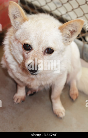 Chihuahua abandonné dans le centre de sauvetage des animaux Banque D'Images