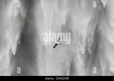 Le fulmar boréal (Fulmarus glacialis), en vol en face de cascade Skogafoss, Islande Banque D'Images