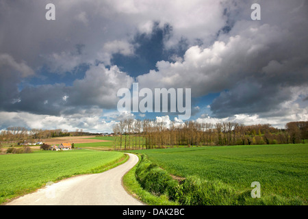 Dans le champ Chemin vallonné et paysage de prairie, Belgique, Ardennes, Flaemische Ardennen Banque D'Images