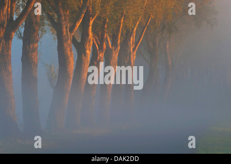 Le saule, l'osier (Salix spec.), Rangée de willow dans la brume du matin, Belgique Banque D'Images