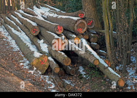 Entreposées et marquées de bois taillés à la lisière de la forêt, de l'Allemagne Banque D'Images