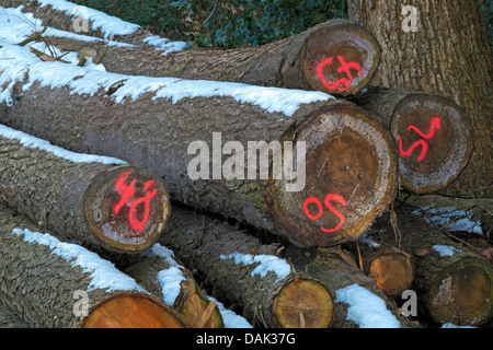 Entreposées et marquées de bois taillés à la lisière de la forêt, de l'Allemagne Banque D'Images