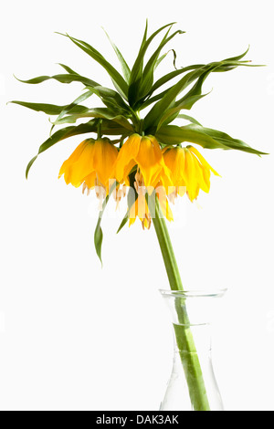 Couronne impériale fleurs against white background, Close up Banque D'Images