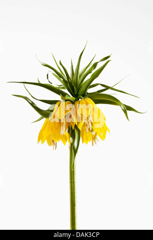 Couronne impériale fleurs against white background, Close up Banque D'Images