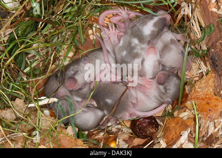 Fantaisie de la souris (Mus musculus f. domestica), les jeunes souris dans le nid Banque D'Images