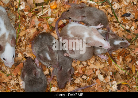 Fantaisie de la souris (Mus musculus f. domestica), les jeunes souris dans le nid Banque D'Images