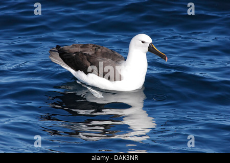 Albatros à nez jaune de l'océan Indien (Thalassarche carteri), reposant sur des adultes, la mer au large de Woollongong, est de l'Australie Banque D'Images