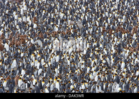 Manchot royal (Aptenodytes patagonicus) grande rookery, montrant de nombreux adultes et juvéniles, sur terre, la Géorgie du Sud, l'Antarctique Banque D'Images