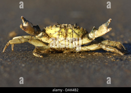 Crabe vert, crabe vert, crabe de l'Atlantique Nord (Carcinus maenas), sur la plage, Belgique Banque D'Images