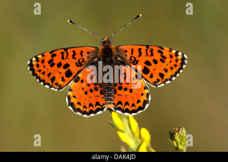La centaurée noire fritillary (Melitaea phoebe), sur l'inflorescence, France Banque D'Images