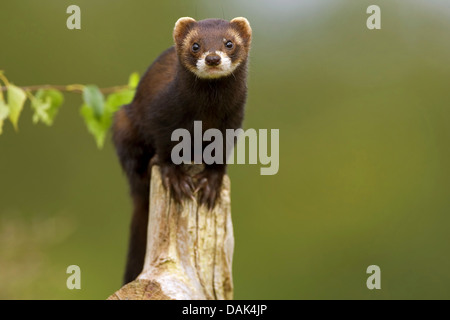 Le putois d'Europe (Mustela putorius), à la caméra, en Belgique Banque D'Images