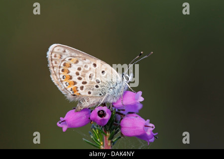 Papillon bleu étoilé d'argent (Plebejus argus) reposant sur des feuilles de bruyère (Erica tetralix), Norfolk, Angleterre, Royaume-Uni Banque D'Images