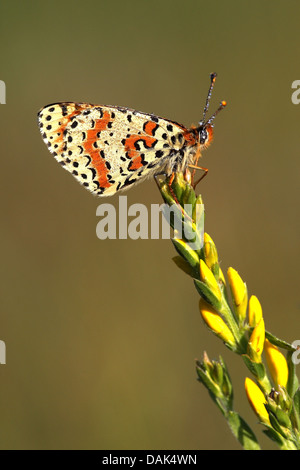 La centaurée noire fritillary (Melitaea phoebe), sur l'inflorescence, France Banque D'Images