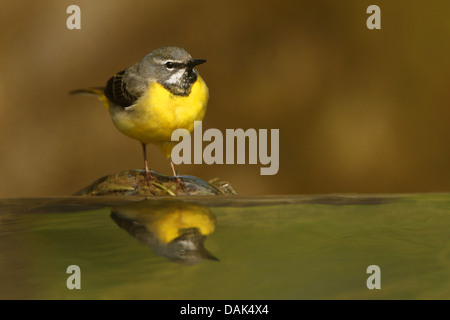 Bergeronnette des ruisseaux (Motacilla cinerea), debout sur une pierre dans l'eau, Belgique Banque D'Images