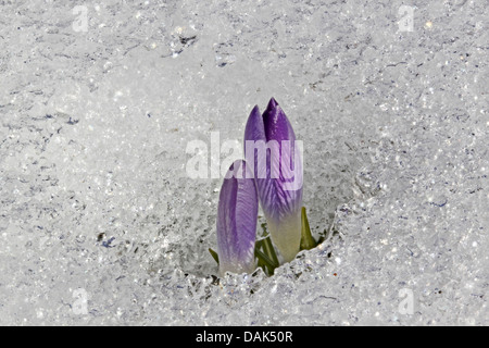 Crocus Crocus du printemps, néerlandais (Crocus vernus, Crocus neapolitanus), le crocus dans la neige, l'Allemagne, Garten, Rostock Banque D'Images