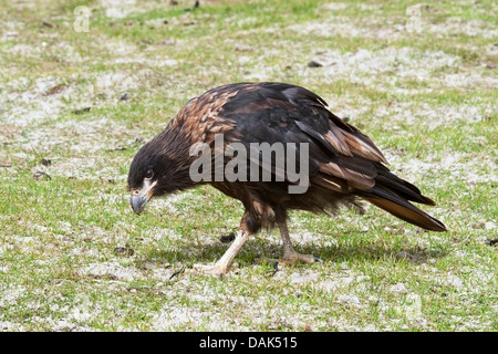 Caracara strié (Phalcoboenus australis) balades adultes sur le sol, des îles Malouines Banque D'Images