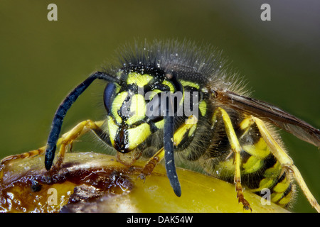 Guêpe commune Vespula Vulgaris (Paravespula vulgaris), l'alimentation, sur prunier, Allemagne, Mecklembourg-Poméranie-Occidentale Banque D'Images