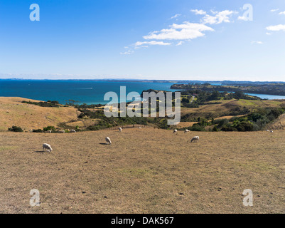 Dh Parc Régional de Shakespear WHANGAPARAOA Nouvelle-zélande troupeau de moutons paissant sur la péninsule de Whangaparaoa domaine Banque D'Images