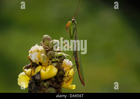 La prédation européenne (Mantis Mantis religiosa), homme en position de chasse, Italie Banque D'Images