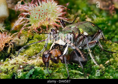 Green tiger beetle (Cicindela campestris), à pris la fourmi, l'Allemagne, Mecklembourg-Poméranie-Occidentale Banque D'Images