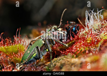 Green tiger beetle (Cicindela campestris), voler une mouche pris à partir d'un drosera, Allemagne, Mecklembourg-Poméranie-Occidentale Banque D'Images
