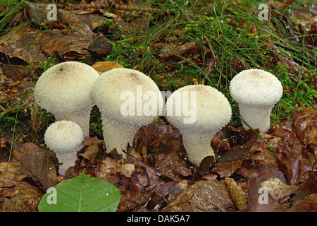 (Lycoperdon pyriforme vesse-moignon), venu des organes de fructification, Allemagne, Mecklembourg-Poméranie-Occidentale Banque D'Images