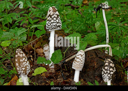 Inkcap Coprinus picaceus (PIE), sept organes de fructification sur le sol de la forêt, de l'Allemagne, Mecklembourg-Poméranie-Occidentale Banque D'Images