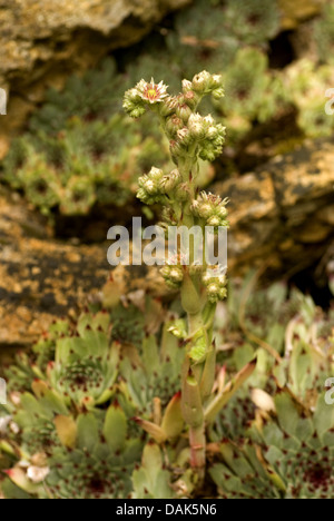 Houseleek (Sempervivum calcareum), blooming Banque D'Images