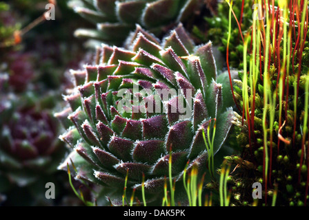 Hen-et-poulets, house-poireau, houseleek, common houseleek Sempervivum tectorum) (feuille, rosette, Suisse Banque D'Images