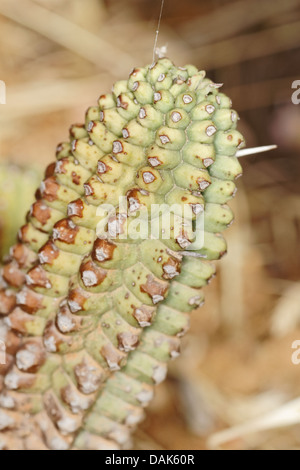 Le lait de l'Afrique de l'Euphorbia Horrida - fourreau Banque D'Images