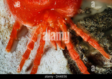 Acarien Trombidium holosericeum (velours), portrait, Allemagne, Mecklembourg-Poméranie-Occidentale Banque D'Images