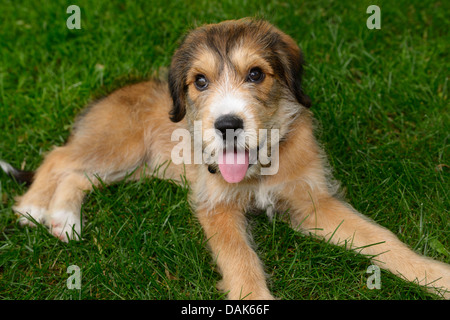 Sweet 10 semaine vieux caniche Mignon Grand Mix Wolfhound russe Pyrénées chiot avec langue, sur l'herbe Banque D'Images