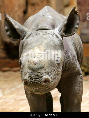 Krefeld, Allemagne. 15 juillet, 2013. Un vieux de deux jours explore son bébé rhinocerus noir boîtier intérieur au zoo de Krefeld, Allemagne, 15 juillet 2013. Sa mère Nane a donné naissance pour la quatrième fois. Photo : ROLAND WEIHRAUCH/dpa/Alamy Live News Banque D'Images