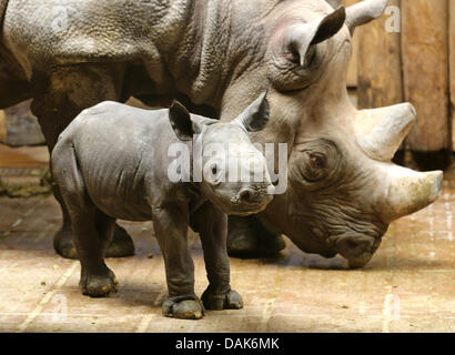 Krefeld, Allemagne. 15 juillet, 2013. Un vieux de deux jours bébé rhinocerus noir se trouve à côté de sa mère au zoo de Krefeld, Allemagne, 15 juillet 2013. Sa mère Nane a donné naissance pour la quatrième fois. Photo : ROLAND WEIHRAUCH/dpa/Alamy Live News Banque D'Images