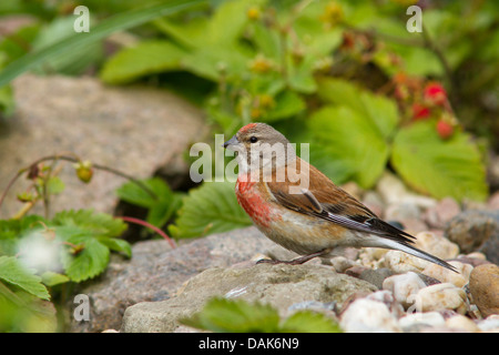 (Carduelis cannabina linnet, Acanthis cannabina), homme assis sur une pierre, l'Allemagne, Mecklembourg-Poméranie-Occidentale Banque D'Images