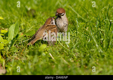 Canard souchet (passer montanus), nourrir les oiseaux adultes un véritable squeaker, Allemagne, Mecklembourg-Poméranie-Occidentale Banque D'Images