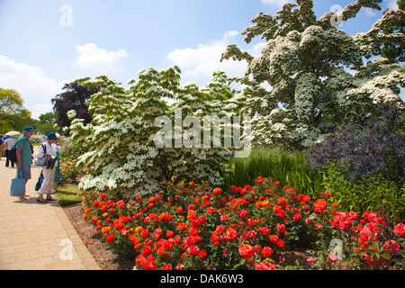 Cornus kousa var. chinensis à Wisley RHS Garden, Surrey, England, UK Banque D'Images