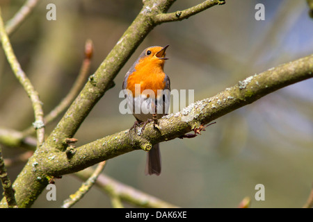 European robin (Erithacus rubecula aux abords), chant homme, Allemagne, Mecklembourg-Poméranie-Occidentale Banque D'Images