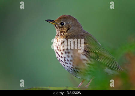 Grive musicienne (Turdus philomelos), assis sur une pierre, l'Allemagne, Mecklembourg-Poméranie-Occidentale Banque D'Images