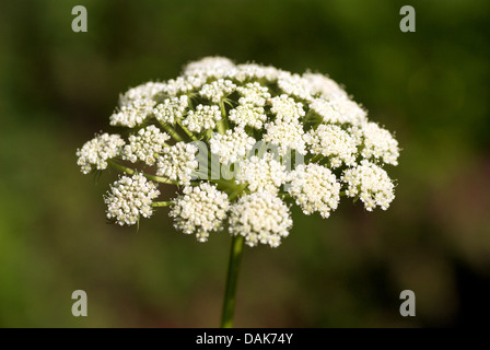 Seseli libanotis lune (carotte), l'inflorescence, Allemagne Banque D'Images